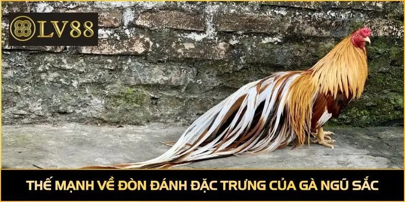 Thế mạnh về đòn đánh đặc trưng của gà ngũ sắc